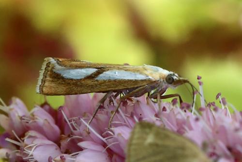 Réf. 186 575 : Catoptria conchella
